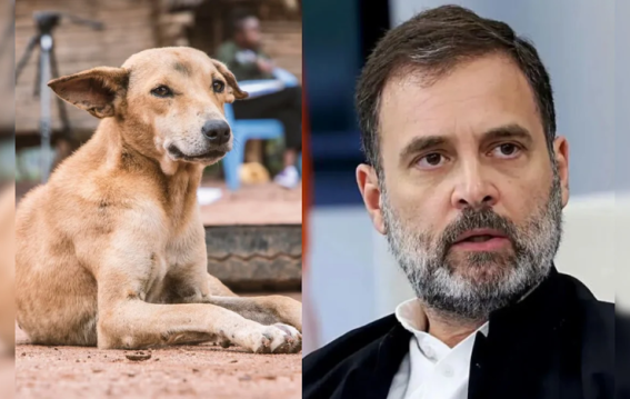 Rahul Gandhi Cruel Supreme Court order to Remove Stray Dogs from Delhi-NCR